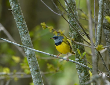 Mourning Warbler