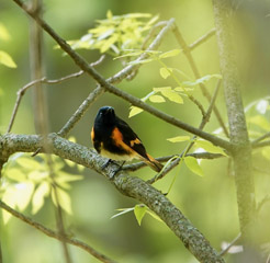 Redstart Bird