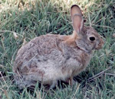 Brown Rabbit